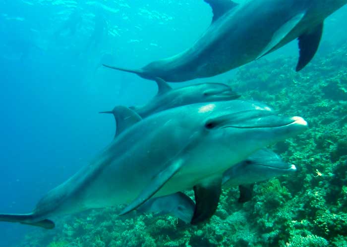 ¡Impresionante! Delfines pueden automedicarse según científicos