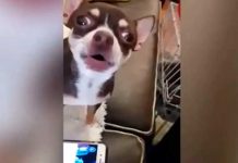 Al mejor estilo de Star Wars, perrita Chihuahua enternece las redes