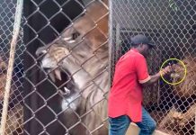 León arranca y come el dedo de su entrenador en zoológico de Jamaica