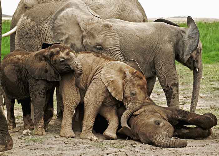 ¡Sorprendente! Elefantes y su comportamiento con parientes muertos
