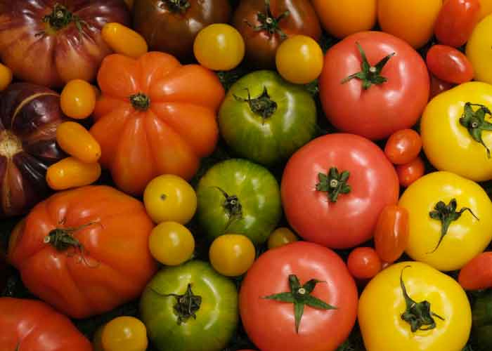 Tomates genéticos : Una opción más como "rica en vitamina D"