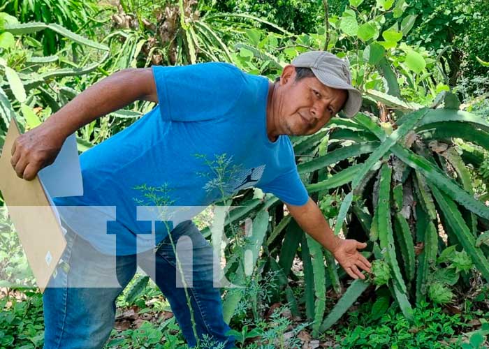 El municipio de Ticuantepe incrementa la exportación de pitahayas