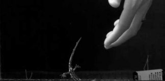 Salamandra "paracaidista", el descubrimiento más reciente
