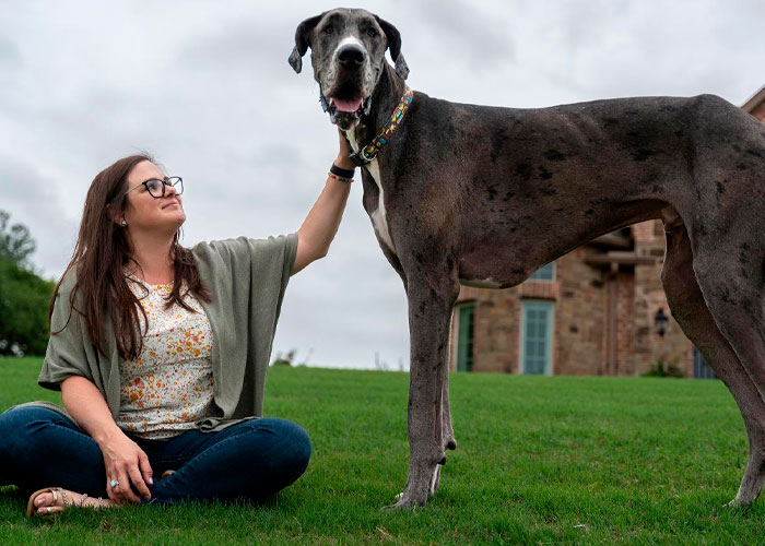 El perro más grande del mundo se encuentra en Texas y se llama Zeus