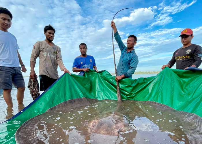 Raya de 4 metros de largo es capturada por pescadores en Camboya
