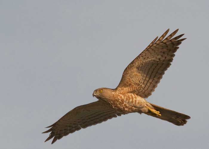 India: Comienzan a caer aves del cielo por fuertes olas de calor