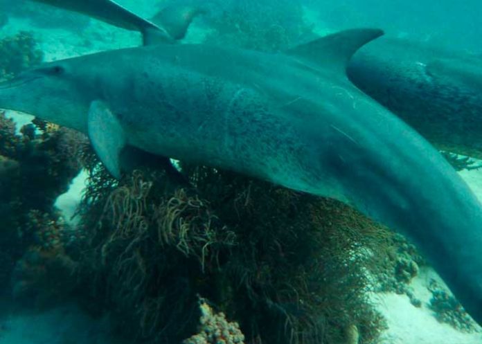 ¡Impresionante! Delfines pueden automedicarse según científicos