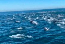 Delfines pueden reconocer por medio de la orina