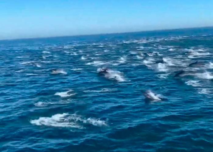 Delfines pueden reconocer por medio de la orina