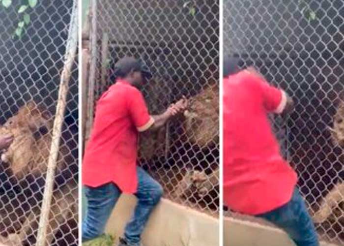 León arranca y come el dedo de su entrenador en zoológico de Jamaica