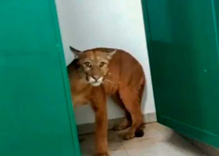Niño encuentra jaguar en baño de su escuela
