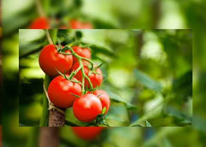 Tomates genéticos : Una opción más como "rica en vitamina D"