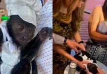 Controversia por bautismo de un mono en México