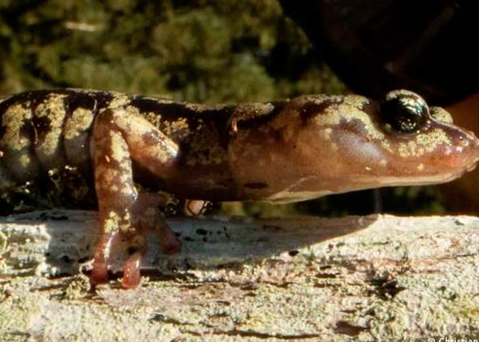 Salamandra "paracaidista", el descubrimiento más reciente
