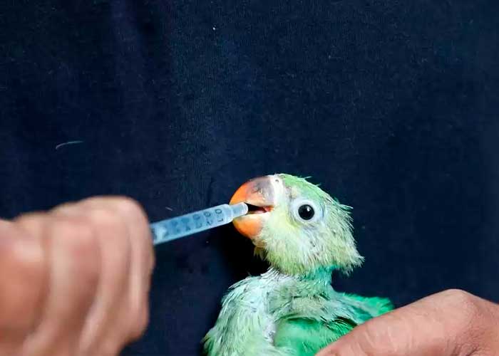 India: Comienzan a caer aves del cielo por fuertes olas de calor