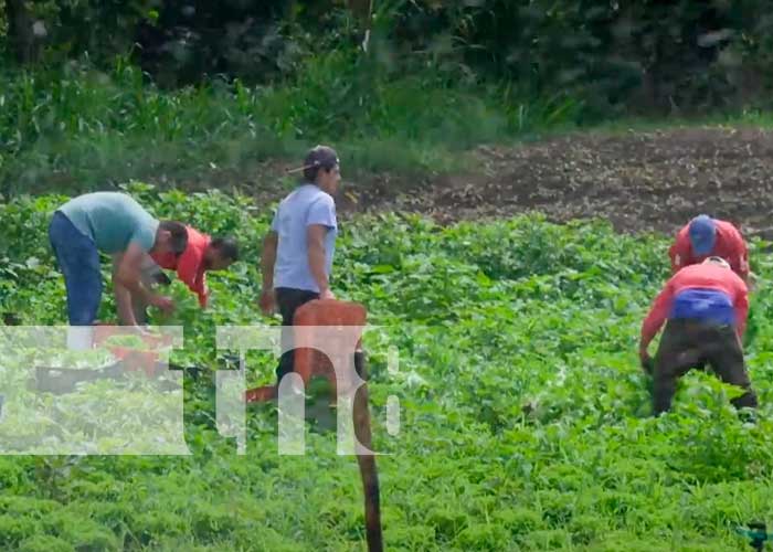 Soberanía alimentaria de Nicaragua, pilar económico del país