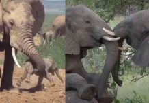 ¡Sorprendente! Elefantes y su comportamiento con parientes muertos