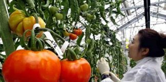 Tomates genéticos : Una opción más como "rica en vitamina D"