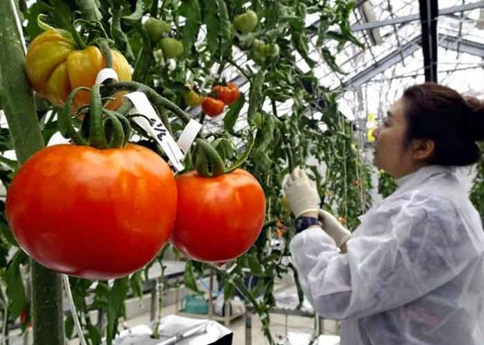Tomates genéticos : Una opción más como 