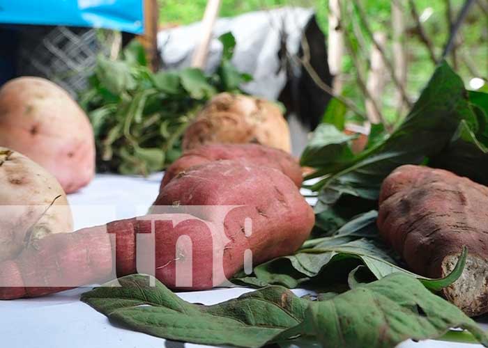 INTA potencializa el cultivo de nuevas variedades de camote en Madriz