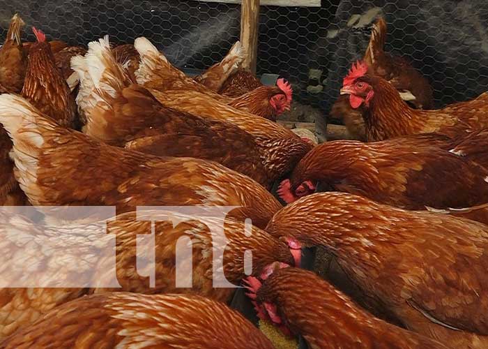 MEFCCA fortalece emprendimiento de rubro avícola en Somoto