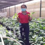 Nicaragua: Realizan investigaciones agropecuarias para mejorar las semillas