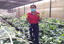 Nicaragua: Realizan investigaciones agropecuarias para mejorar las semillas