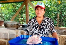 ¡Exitoso! Emprendimiento "Pollo Caribeño" en Bilwi con apoyo del MEFCCA