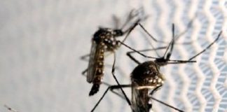 Brasil registra igual número de casos de dengue que en 2021