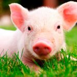 ¡Imposible de creer! Nace un cerdo con ocho patas y dos cuerpos en Brasil