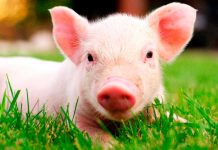 ¡Imposible de creer! Nace un cerdo con ocho patas y dos cuerpos en Brasil