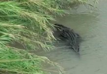¡Otra amenaza para los migrantes! Alertan de cocodrilos en el Río Bravo