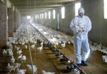 Francia ataja brote de gripe aviar sacrificando 16 millones de aves