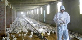 Francia ataja brote de gripe aviar sacrificando 16 millones de aves