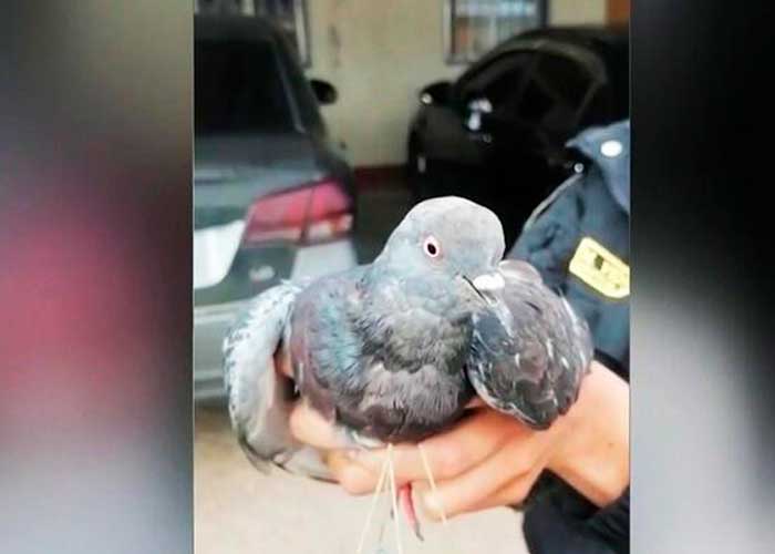 Capturan a "narco paloma" cuando ingresó droga a una prisión en Perú
