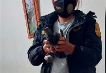 Capturan a "narco paloma" cuando ingresó droga a una prisión en Perú