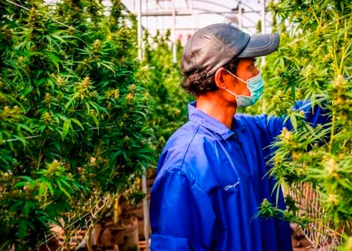 ¡Se luce! Tailandia regalará un millón de plantas de Marihuana