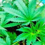 ¡Se luce! Tailandia regalará un millón de plantas de Marihuana