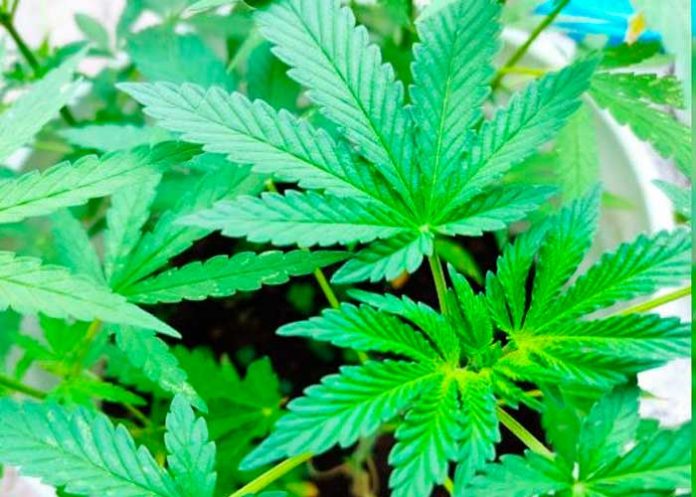 ¡Se luce! Tailandia regalará un millón de plantas de Marihuana