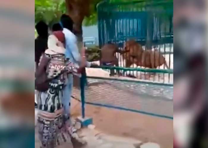 ¡Aterrador! León muerde la mano de un hombre en zoológico de Senegal