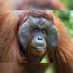 ¡Orangután casi le arranca la pierna a turista en Indonesia!