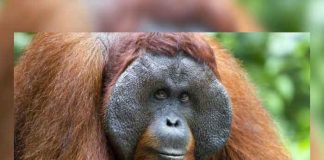 ¡Orangután casi le arranca la pierna a turista en Indonesia!