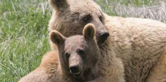 Amor de madre': Dos osos caen en acantilado luego de pelea, España