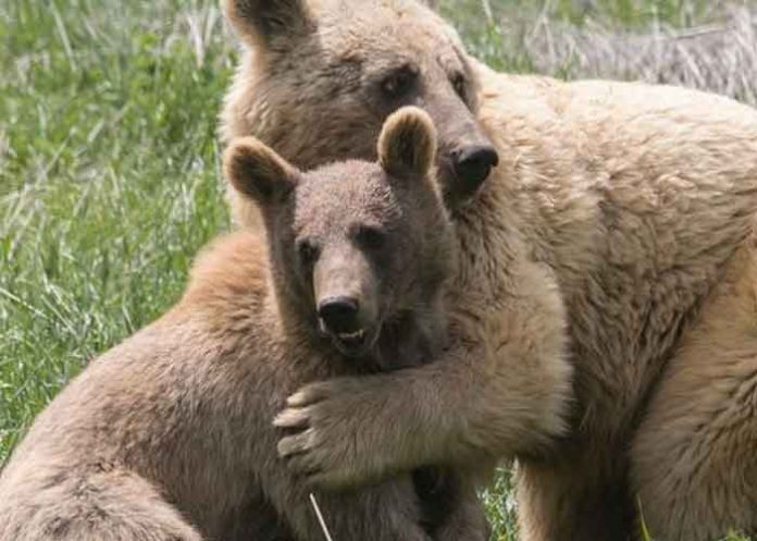 Amor de madre': Dos osos caen en acantilado luego de pelea, España