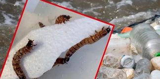 "Supergusanos": una larva que come plástico propone una solución a la contaminación