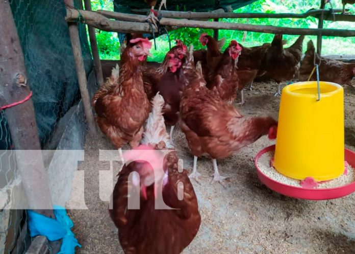 MEFFCA inaugura pequeña granja avícola, en comunidad de Nandaime
