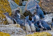 Cientos de pingüinos en Nueva Zelanda mueren por causas desconocidas