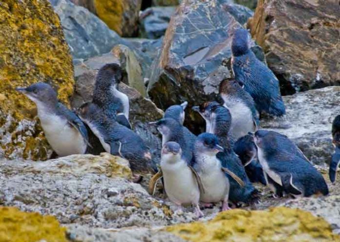 Cientos de pingüinos en Nueva Zelanda mueren por causas desconocidas
