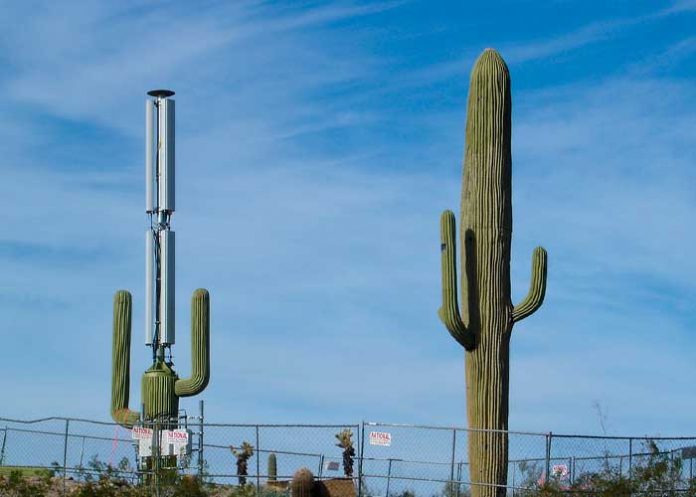 Afirman que los cactus funcionan como antena de banda ancha (WIFI)