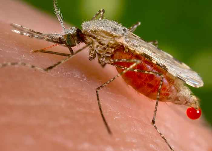 Biolaboratorios en Ucrania: Causantes del dengue en Cuba